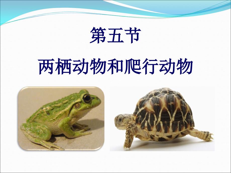 两栖动物和爬行动物PPT课件.ppt_第1页