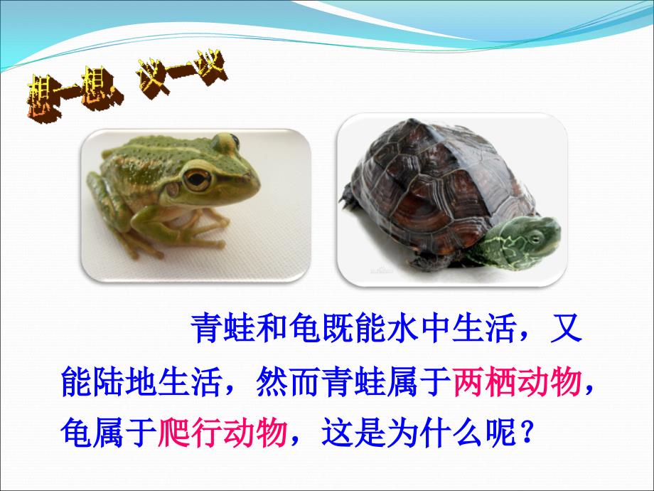 两栖动物和爬行动物PPT课件.ppt_第2页