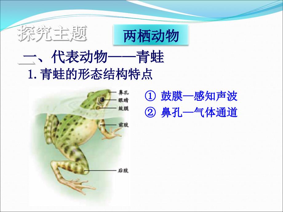 两栖动物和爬行动物PPT课件.ppt_第3页