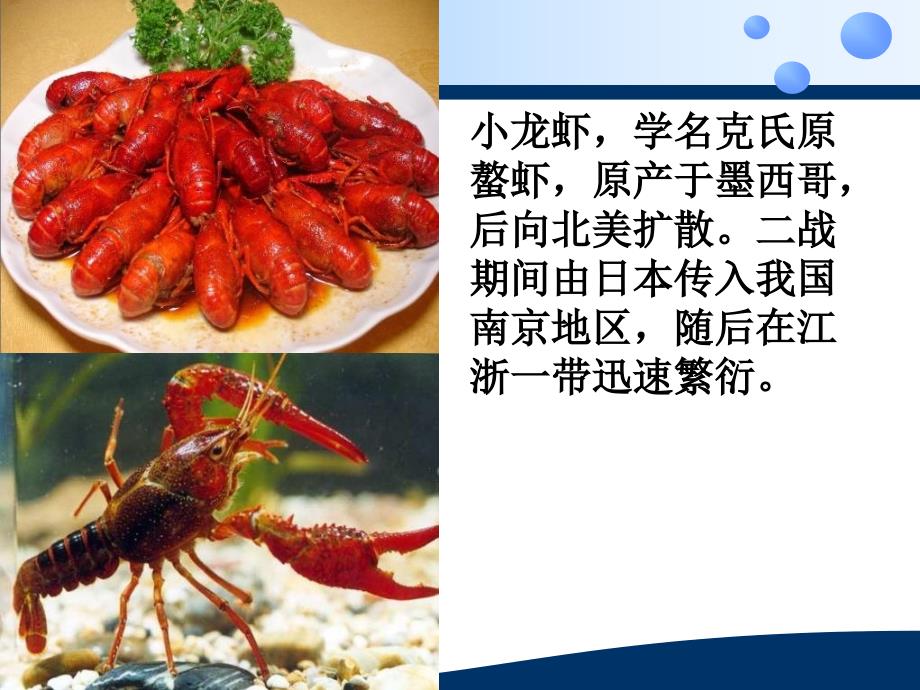 外来物种入侵PPT课件.ppt_第3页