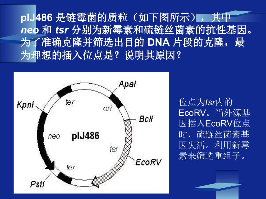 克隆基因的表达PPT课件.ppt_第3页