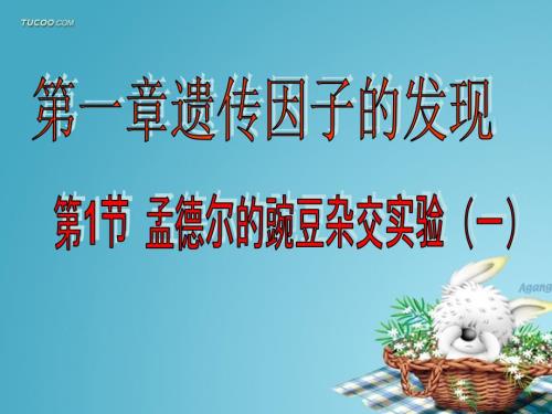 孟德尔的豌豆杂交实验一好.ppt.ppt