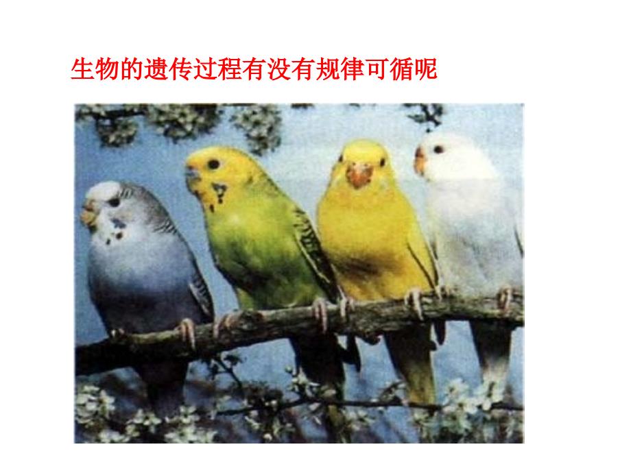 孟德尔的豌豆杂交实验一好.ppt.ppt_第3页