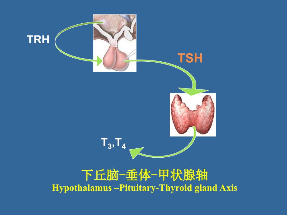 内分泌功能试验课件.ppt_第2页