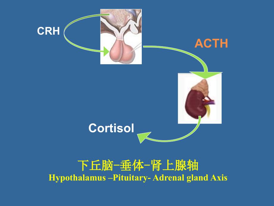 内分泌功能试验课件.ppt_第3页