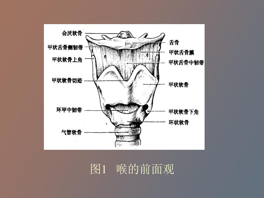 喉的应用解剖及生理.ppt_第3页