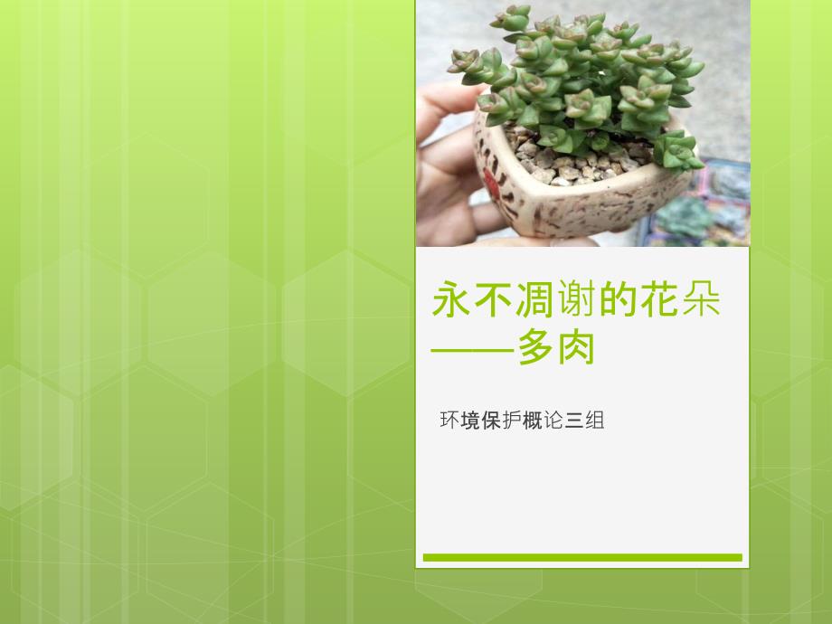 多肉植物介绍PPT课件.ppt_第1页
