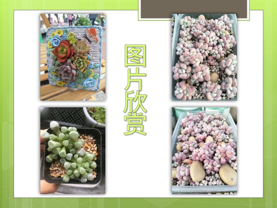 多肉植物介绍PPT课件.ppt_第3页