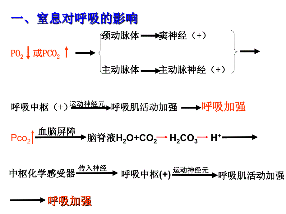 呼吸运动的调节PPT课件.ppt_第2页