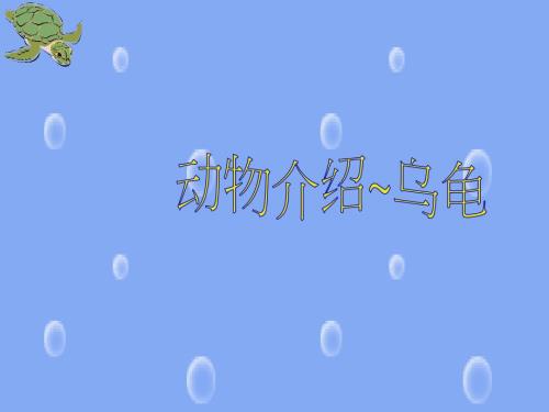 乌龟介绍PPT课件.ppt