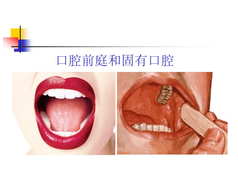 口腔基本结构课件.ppt_第3页
