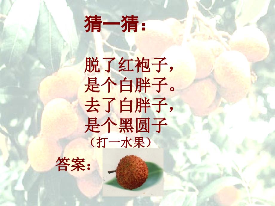 南州六月荔枝丹.ppt_第2页