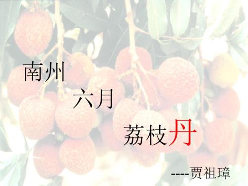 南州六月荔枝丹.ppt