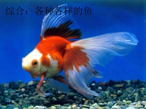 各种各样的鱼PPT课件.ppt