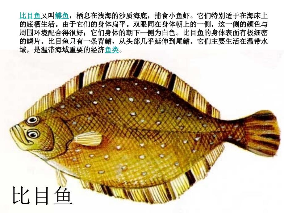 各种各样的鱼PPT课件.ppt_第3页