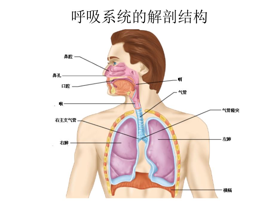 呼吸生理与病理学基础.ppt_第2页