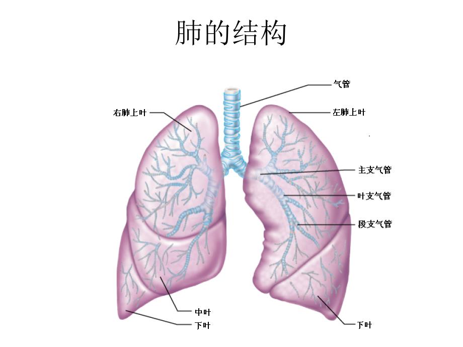 呼吸生理与病理学基础.ppt_第3页