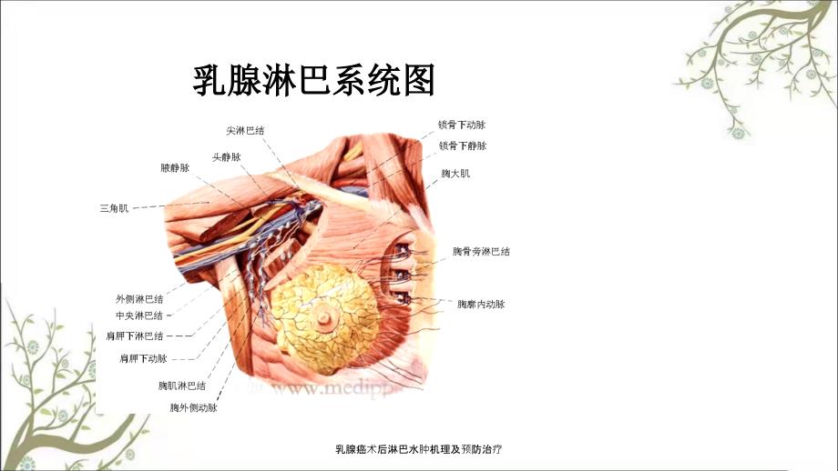 乳腺癌术后淋巴水肿机理及预防治疗.ppt_第2页