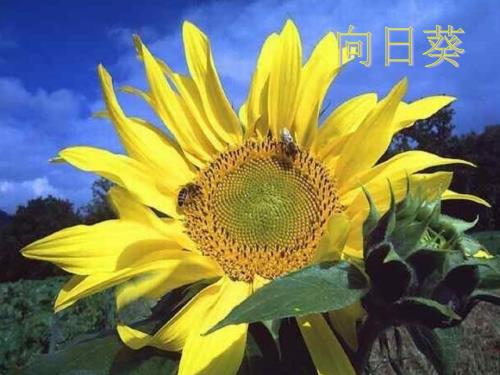 二年级下册美术课件向日葵1浙美版共16张PPT.ppt