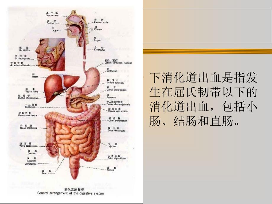 下消化道出血课件.ppt_第2页