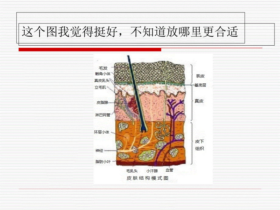 压疮的护理PPT课件.ppt_第2页