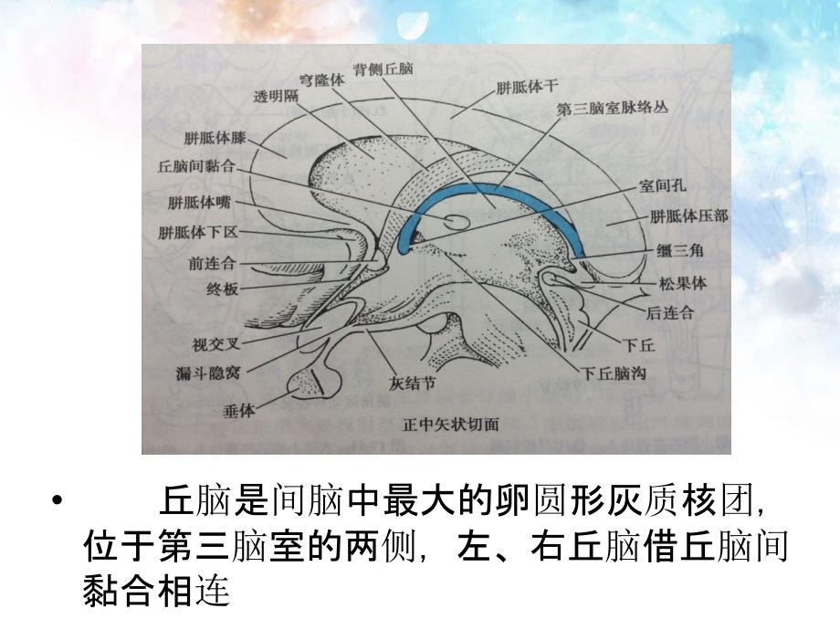 丘脑解剖及功能.ppt_第3页