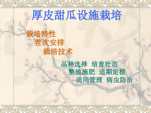 厚皮甜瓜设施栽培PPT课件.ppt