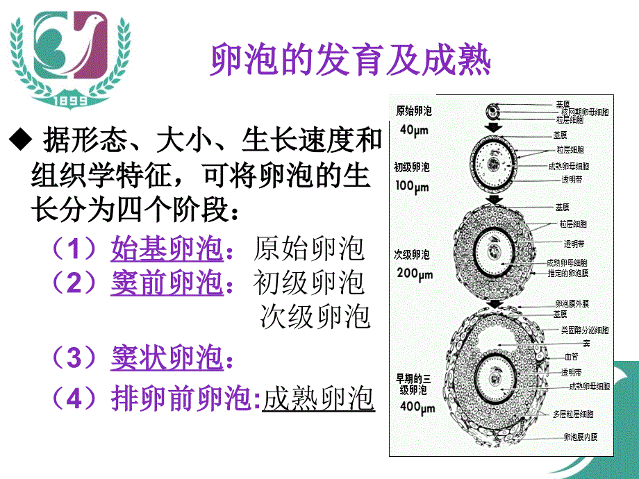 卵泡的生长发育和卵巢低反应.ppt_第3页