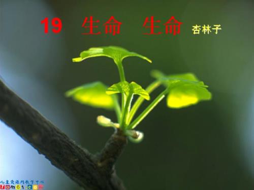 人教新课标四年级语文课件生命生命.ppt