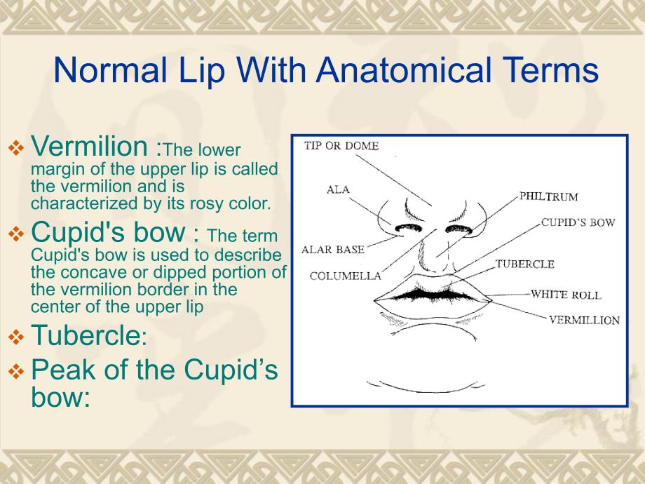 唇裂腭裂CLEFTLIPANDPALATE.ppt.ppt_第2页