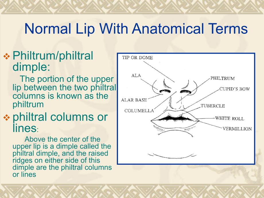 唇裂腭裂CLEFTLIPANDPALATE.ppt.ppt_第3页
