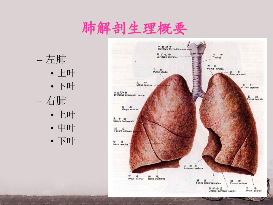 全肺切除术护理查房.ppt_第2页