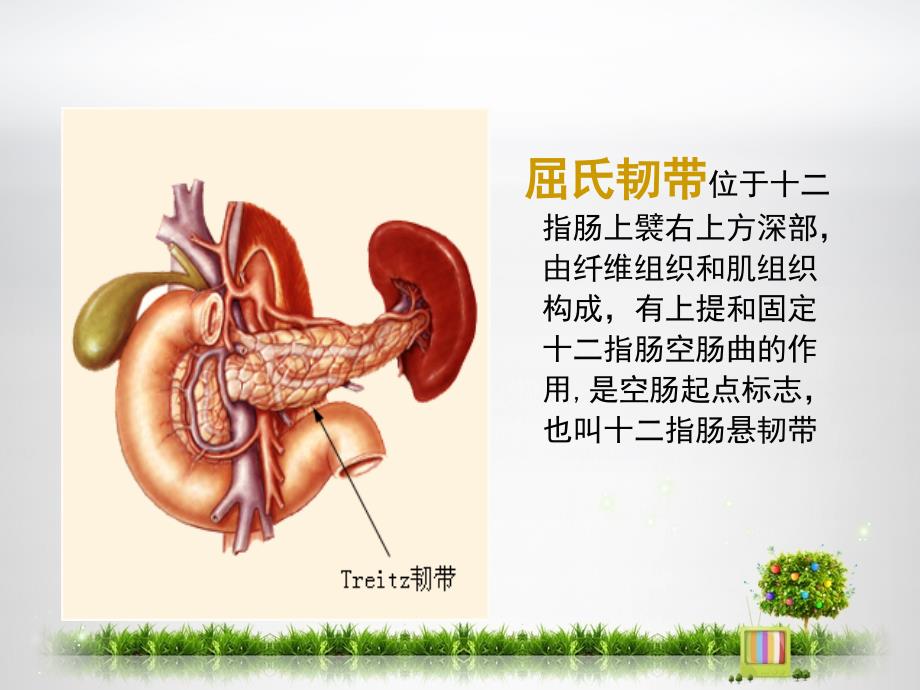 上消化道出血护理查房.ppt_第2页