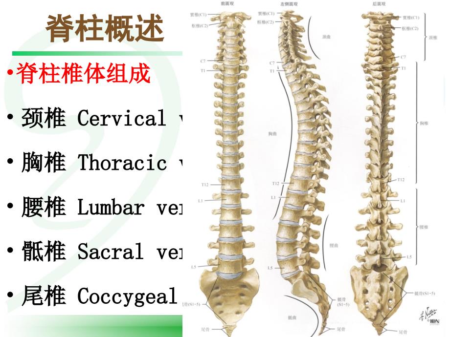 体格检查脊柱.ppt_第3页