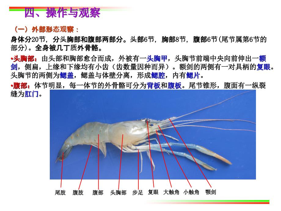 动物学实验实验4沼虾的外部形态及内部解剖节肢动物门.ppt_第2页