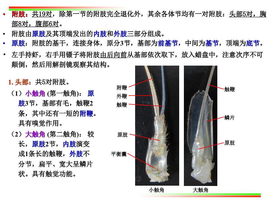 动物学实验实验4沼虾的外部形态及内部解剖节肢动物门.ppt_第3页