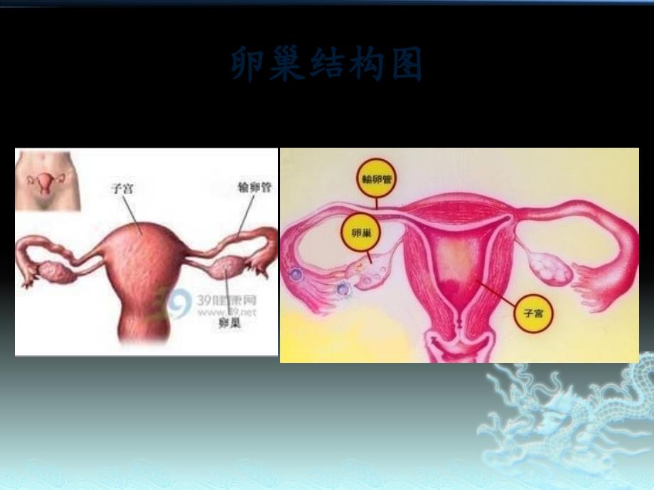 卵巢癌护理查房.ppt_第3页