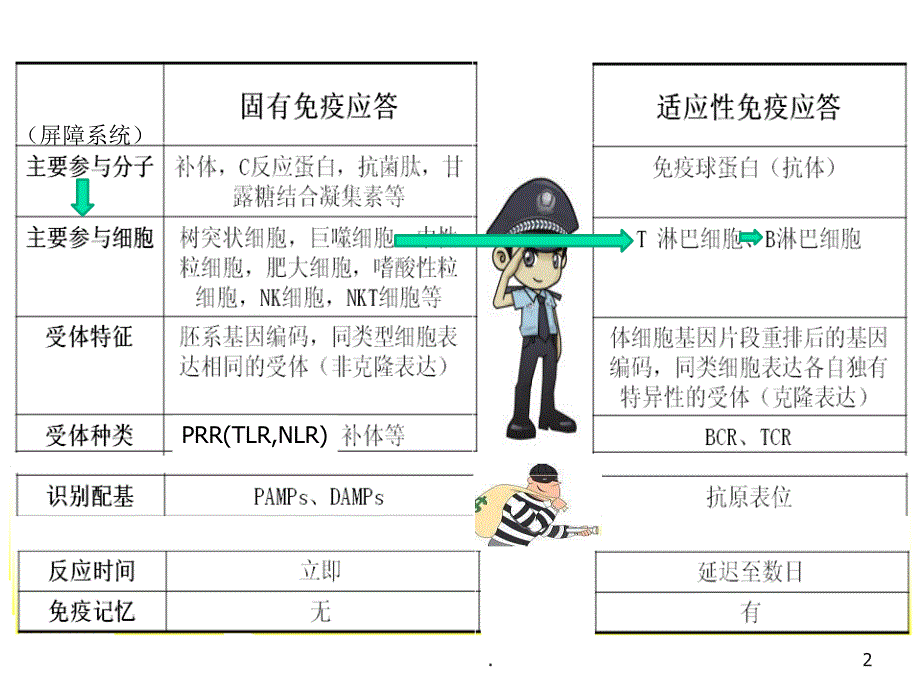 医学课件固有免疫应答ppt演示课件.ppt_第2页