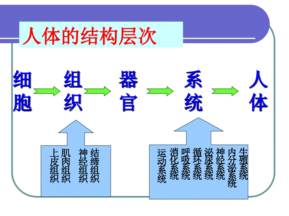 人体八大系统PPT课件.ppt_第2页