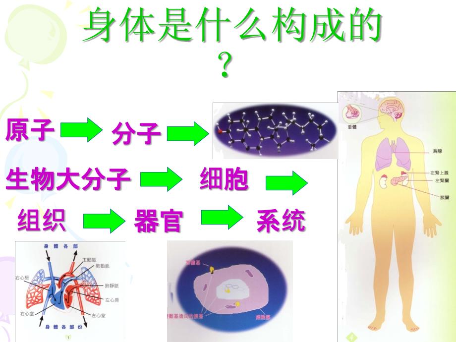 人体八大系统PPT课件.ppt_第3页