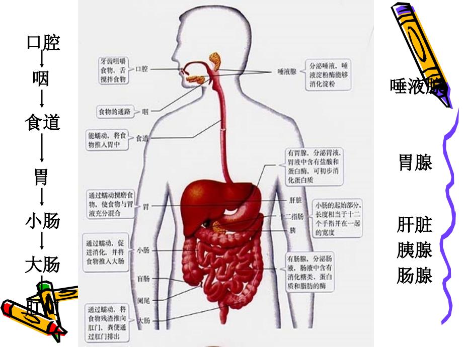 反流性食管炎课件.ppt_第2页