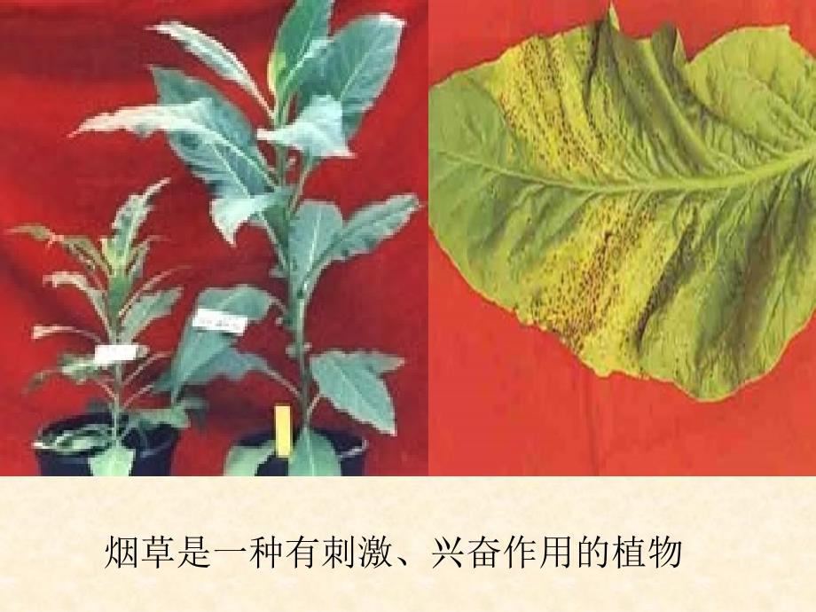 吸烟有害健康主题班会.ppt_第2页