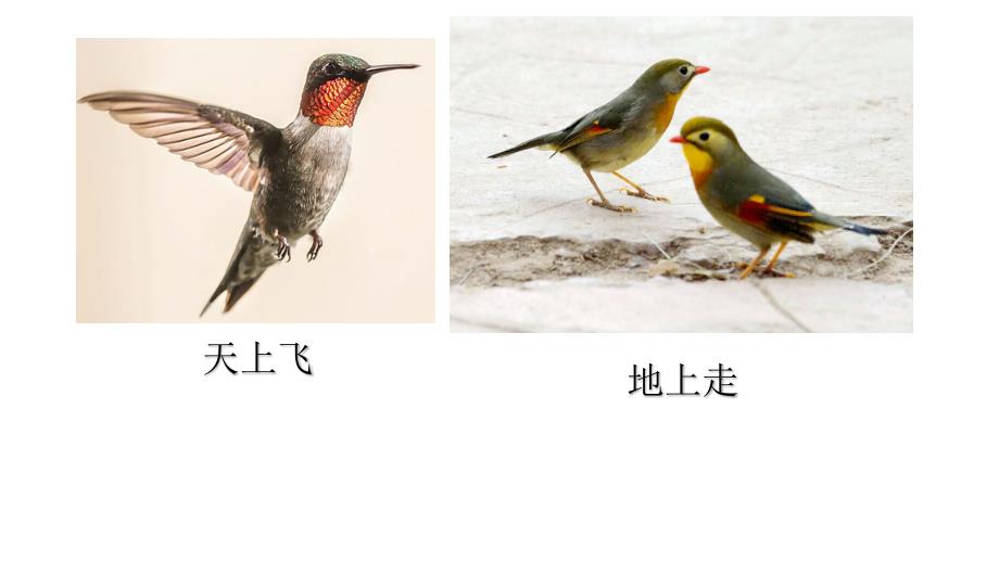 动物的行动方式PPT课件.ppt_第2页