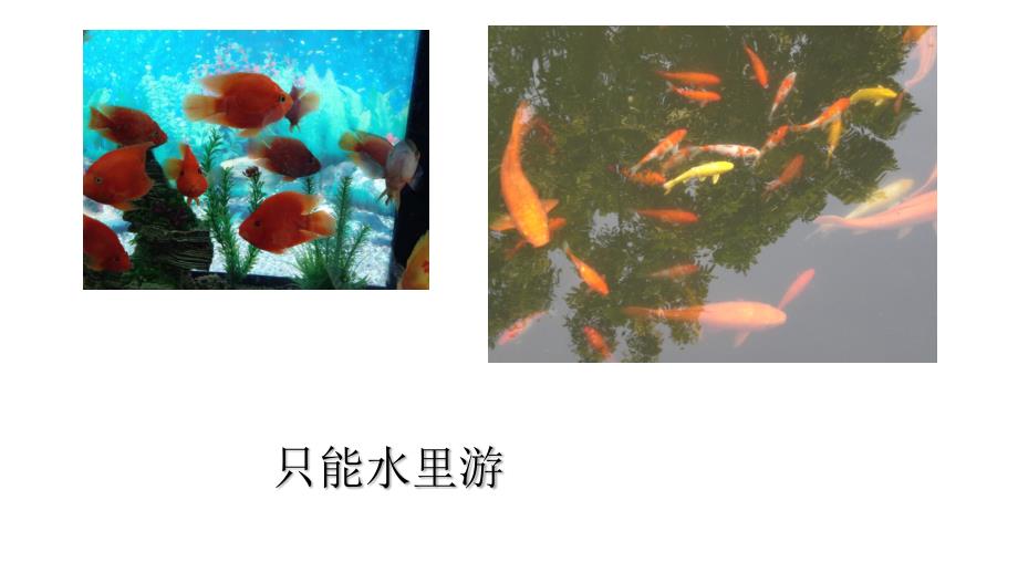 动物的行动方式PPT课件.ppt_第3页