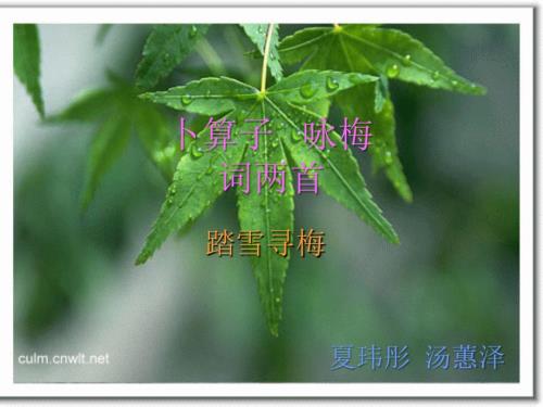 卜算子咏梅课件PPT课件.ppt