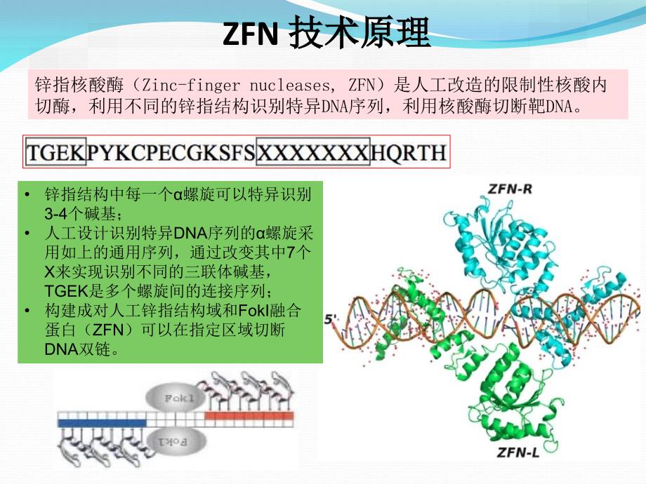 基因敲除新技术PPT课件.ppt_第2页