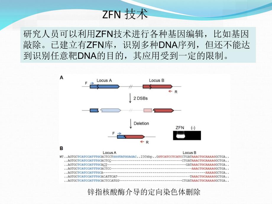 基因敲除新技术PPT课件.ppt_第3页