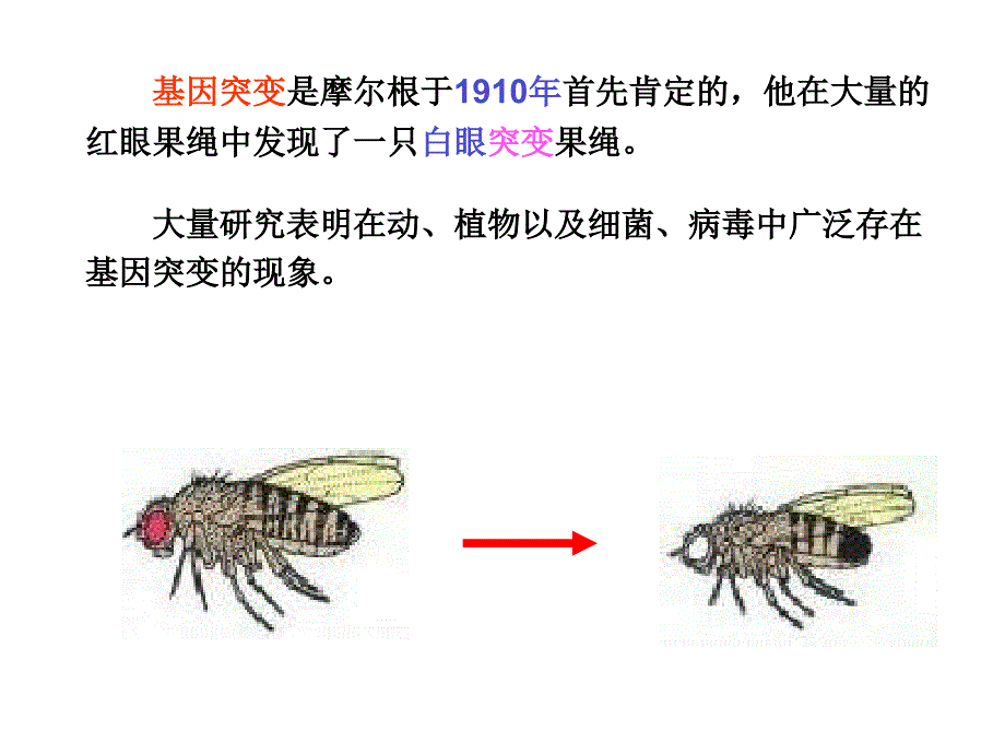 基因突变PPT课件.ppt_第2页