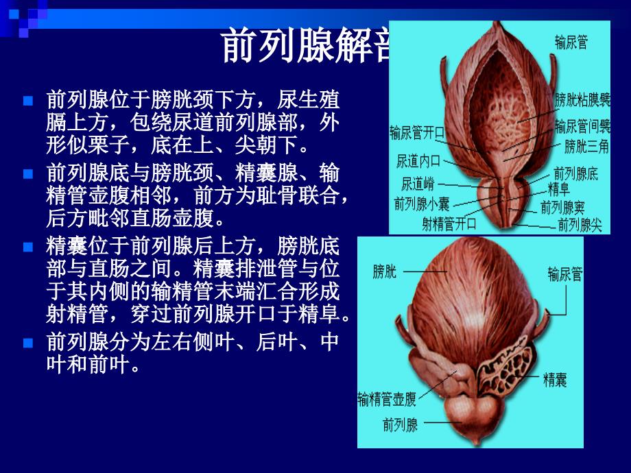 前列腺超声PPT课件.ppt_第2页