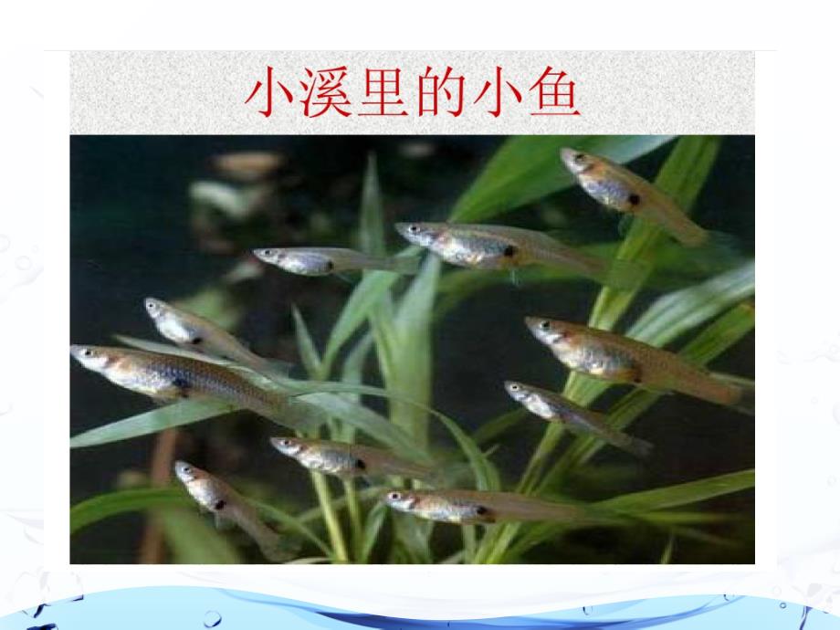 二年级探究上册第二单元第一课认识我喜欢的鱼课件.ppt_第2页